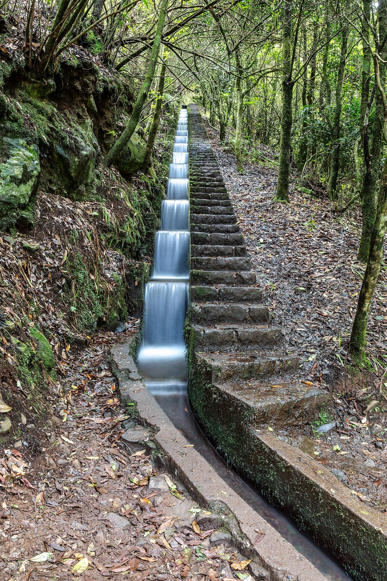 A levada walk through the forest, Madeira